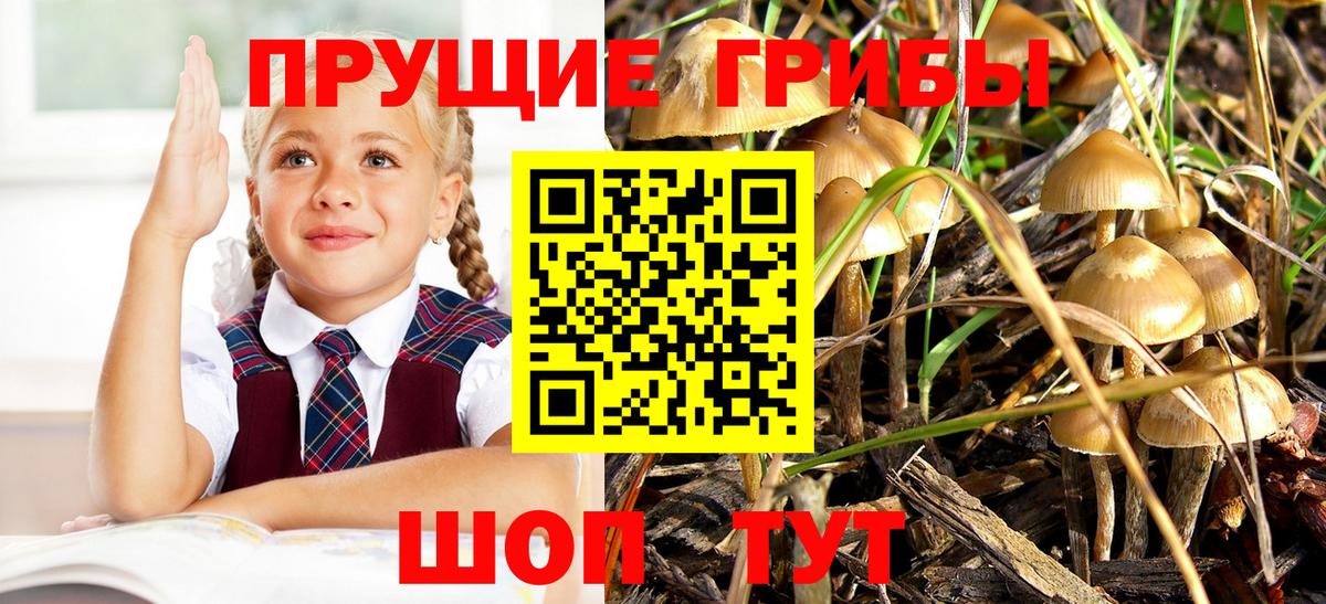 Псилоцибиновые грибы GOLDEN TEACHER  Галлюциногенные грибы Magic Shrooms  Назрань  Вход с VPN 